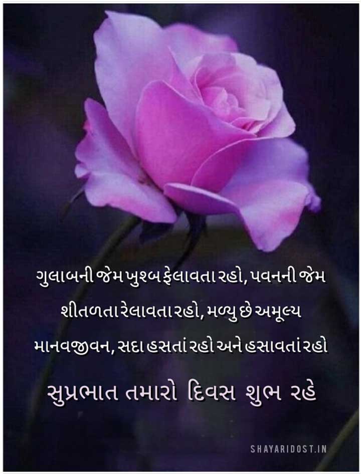 Gujarati Good Morning Shayari With Rose For Lover