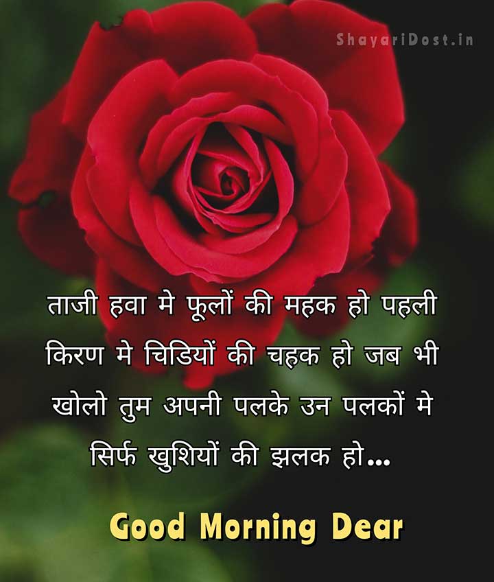 Hindi Good Morning Shayari for Lover with Rose Background