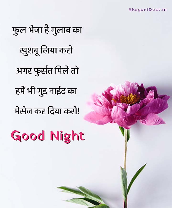 Hindi Good Night Message With Rose Flower