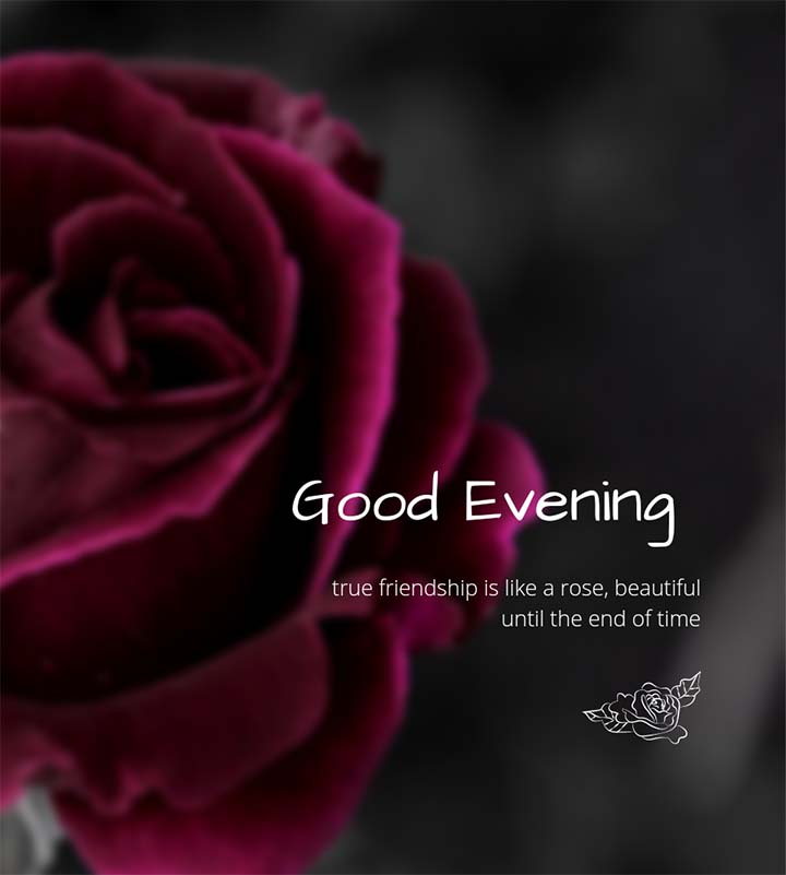 Good Evening Images With Rose Flowers In Background