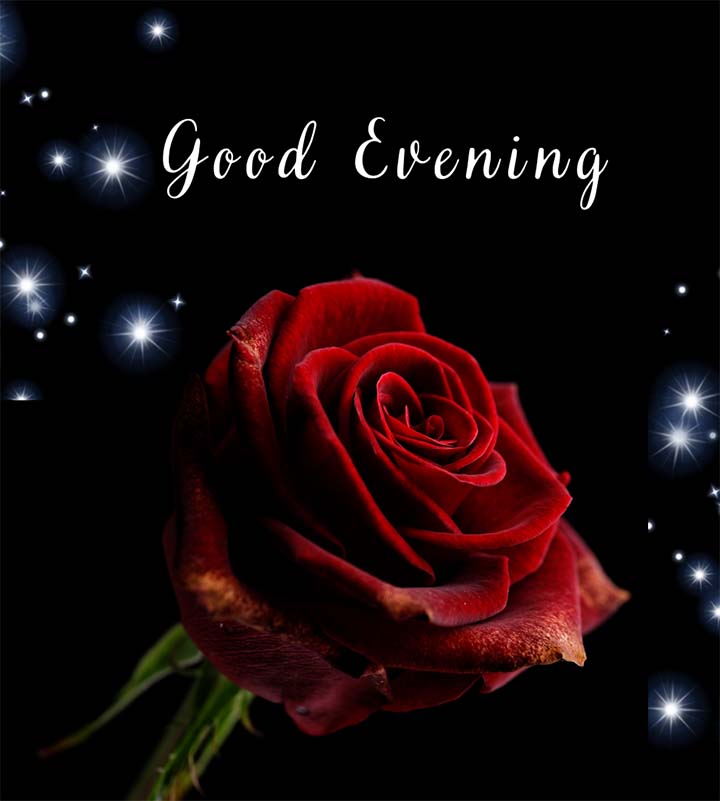 Romantic Good Evening Image For Love With Rose Flowers