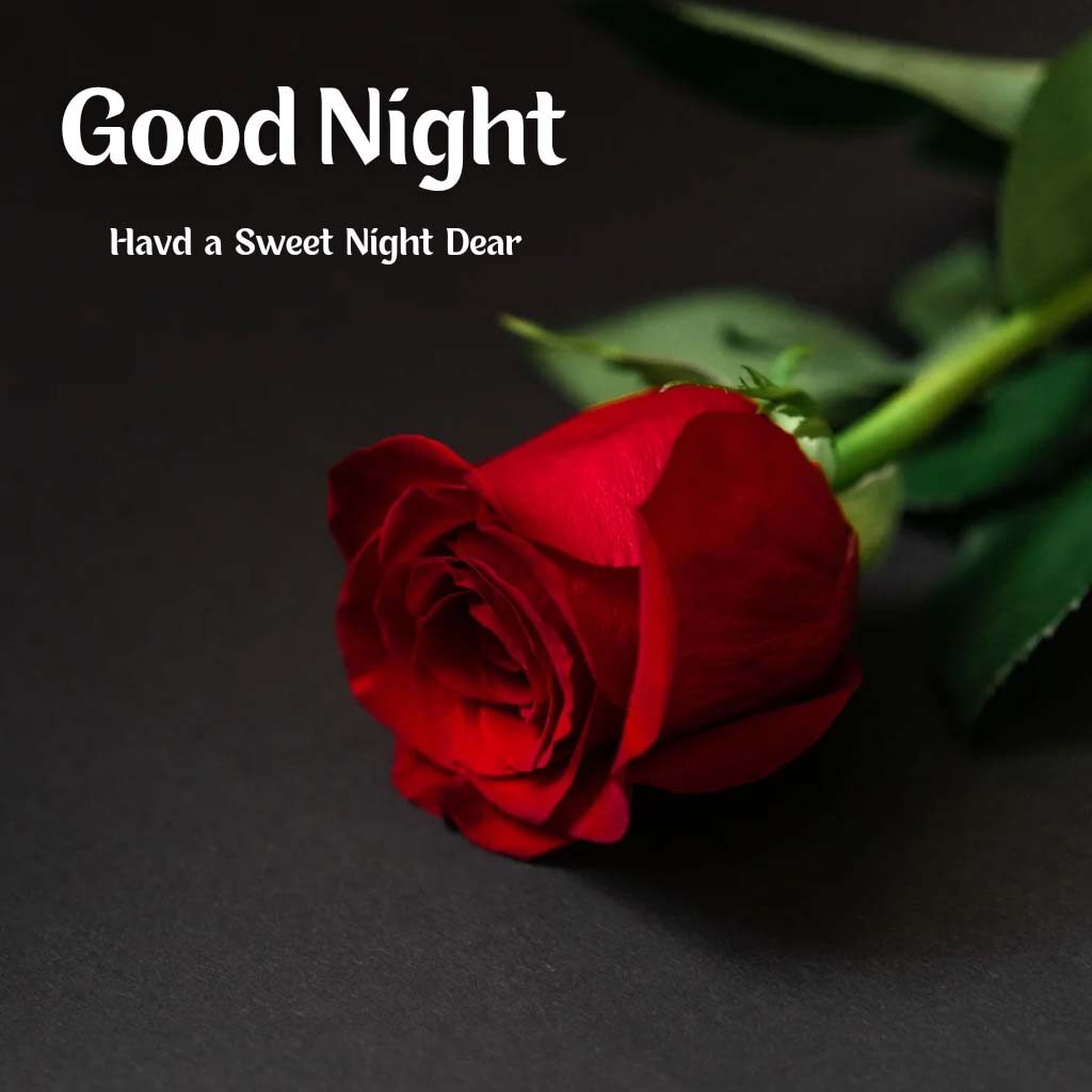 Beautiful Good Night Romantic Love Picture With Rose